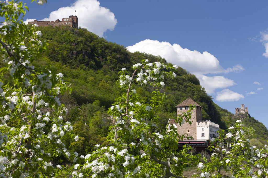 Appiano in fiore di melo